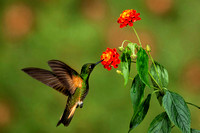 Buff-tailed Coronet Hummingbird