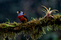 toucan barbets are the small birds in the genus Semnornis