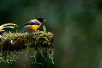 Blue Winged Mountain Tanager