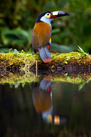 plate-billed mountain toucan (Andigena laminirostris)