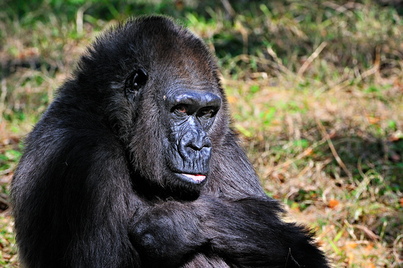 Lowland Gorilla