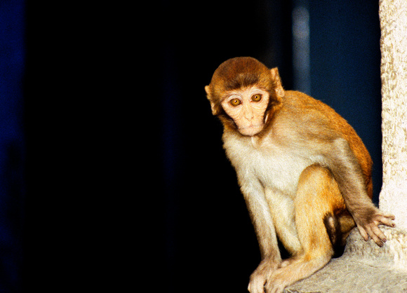 Temple Monkey Kathmandu Nepa 1995