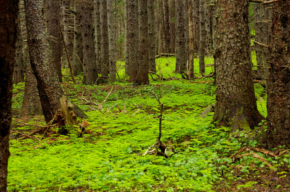 Alaska Forest and Ferns