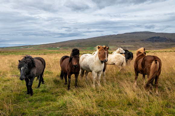 Iceland  Horses