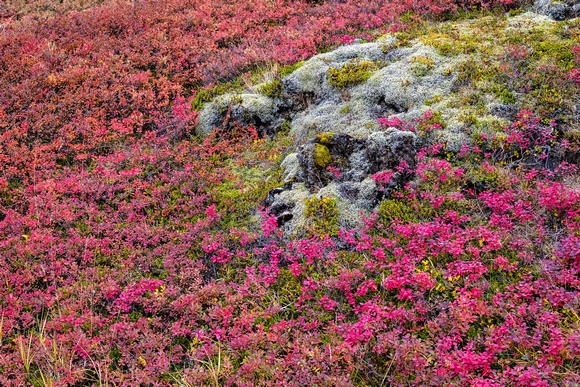 Iceland   Fall Colors