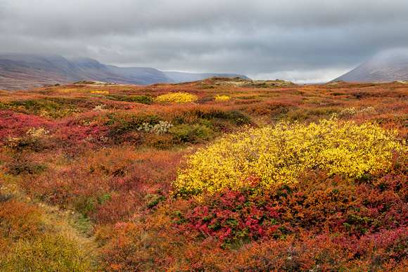 Iceland Fall Colors
