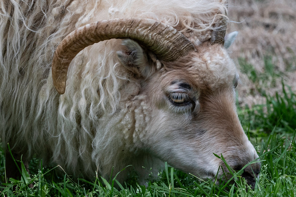 Iceland , Sheep
