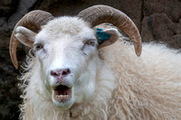 Iceland  sheep