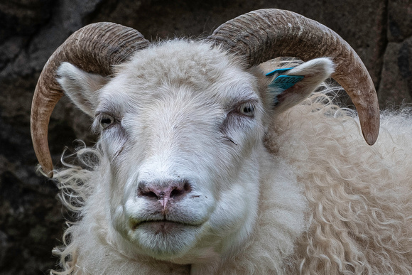 Iceland  Sheep