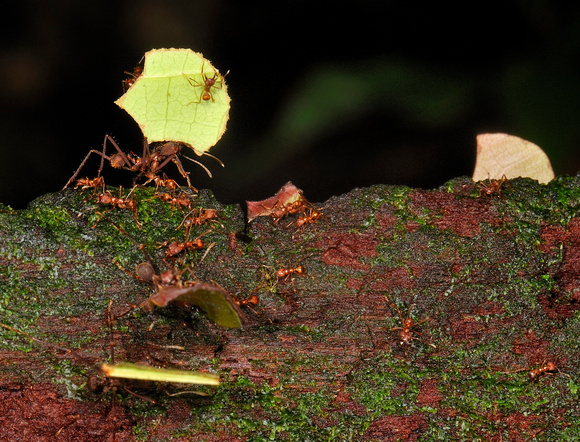 Leaf Cutter Ant Amazon
