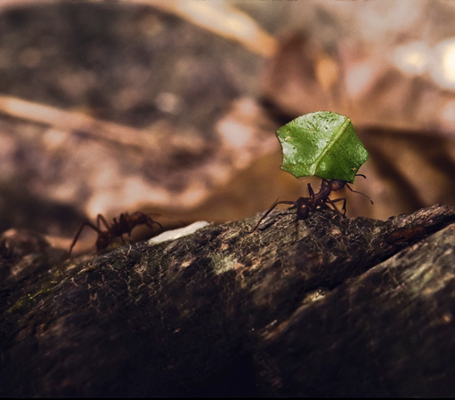 Leaf Cutter Ant Amazon 1995