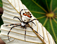 Spider in the Peruvian Amazon