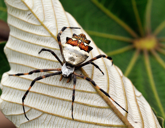 Spider in the Peruvian Amazon