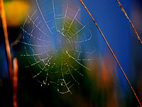 Spider Web Flaminigo Everglades