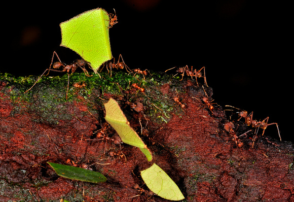 Leaf Cutter Ants Peruvian Amazon