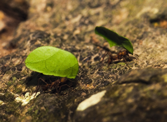 Leaf Cutter Ants Amazon 1995