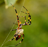 Spider on Web Amazon