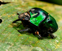 Green Bug in Peruvian Amazon