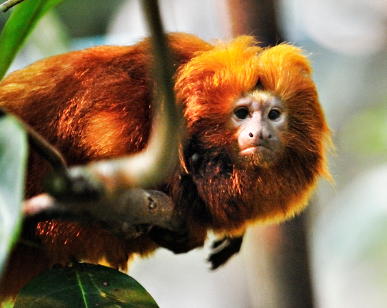 Golden Lion Tamarin