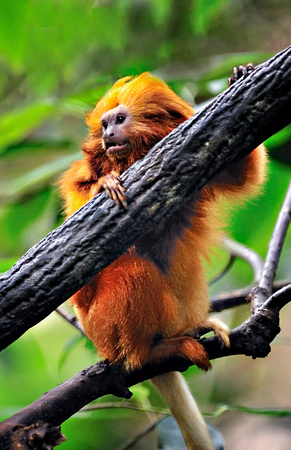 Golden Lion Tamarin