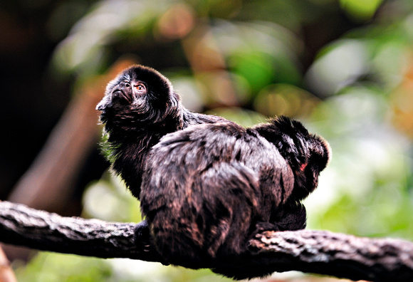 Callimico goeldi, Goeldi's marmoset