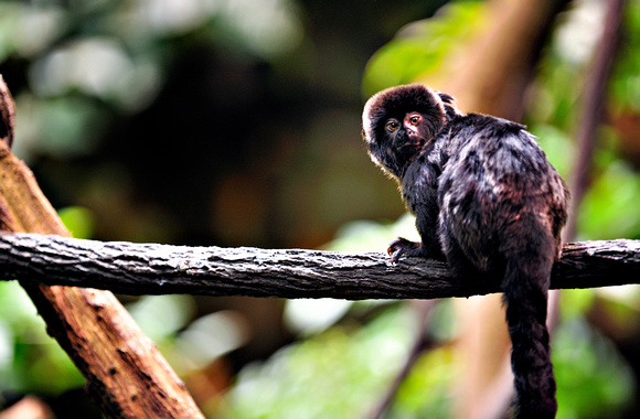 Callimico goeldi, Goeldi's marmoset