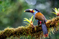 Plate- Billed Mountain Toucan