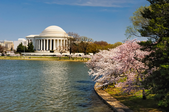Jefferson Monument Washington DC Cherry Blossum Festival