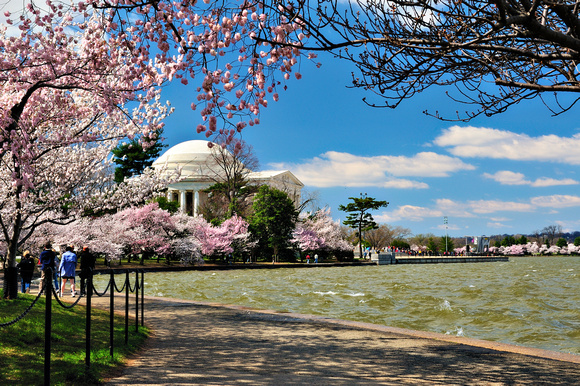 Jefferson Monument Cherry Blossum Festival