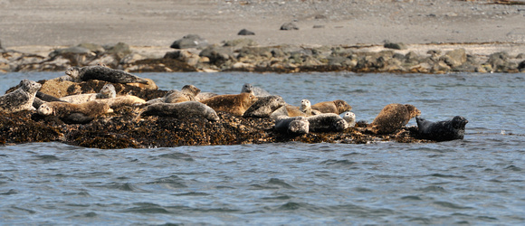 Sea Otter Afognak Island Alaska 2008
