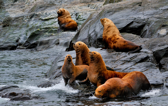 Sea Lions Afognak Island Alaska 2008
