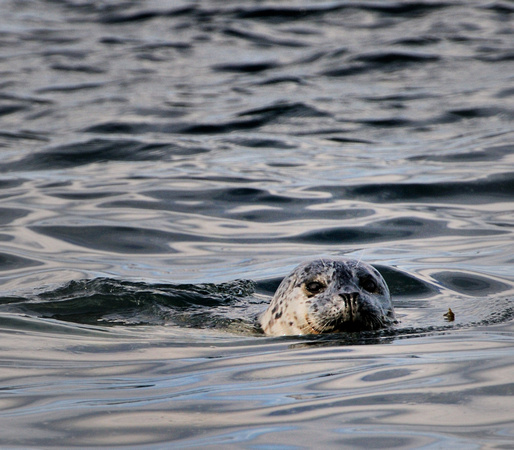 Harbor Seal Swimming in Afognak