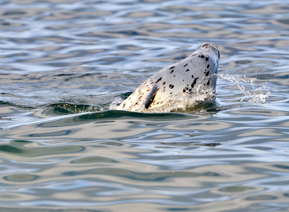 Harbor Seal at Afognak Island Alaska 2008