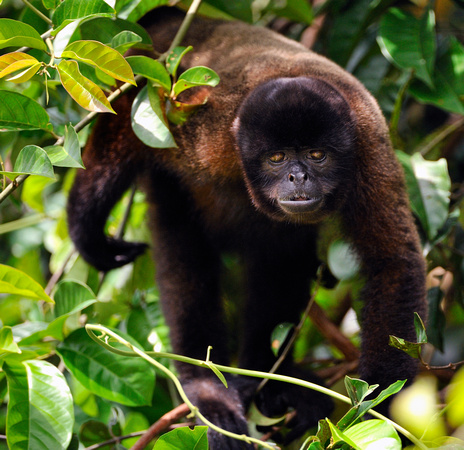 Wooly Monkey Peruvian Amazon Rainforest