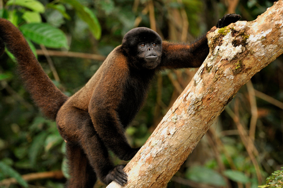 Wooly Monkey Peruvian Amazon