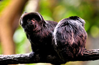 Goeldi's Marmoset or Goeldi's Monkey (Callimico goeldii)