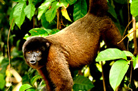 Wooly Monkey in the Peruvian Amazon Rainforest
