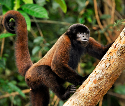 Howler Monkey Peruvian Amazon
