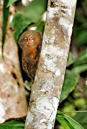 Pygmy Marmoset Peruvian Amazon Rainforest