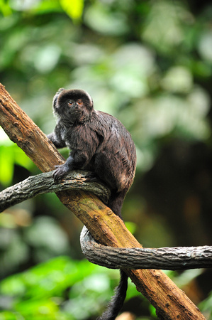 Goeldi's Marmoset or Goeldi's Monkey (Callimico goeldii)