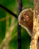 Pygmy Marmoset in the Peruvian Amazon