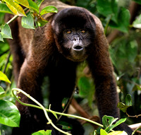 Wooly Monkey Charging in PeruvianAmazon