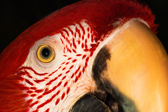 Green Wing Macaw Closeup