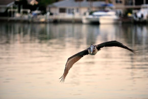 Pelican Flying at Clearwater Marina
