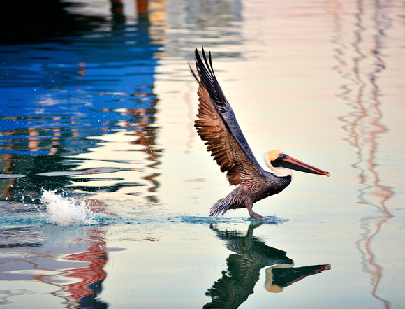 Pelican Launching Out Of Water