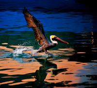 Pelican Water Landing