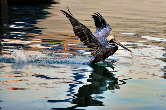 Pelican Starting Flight Clearwater Beach Florida