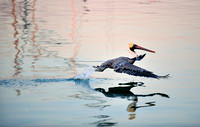 Pelican High Key Water Launch