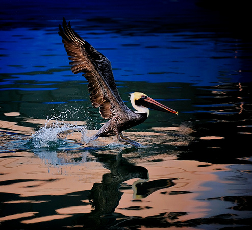 Pelican Water Landing