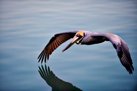 Pelican Flying Low Wing Touching Water